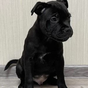 Pit Bull Terijer i Stafordski Bul Terijer