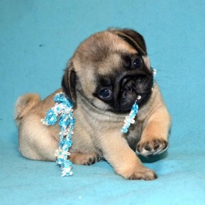 Mops i Engleski Buldog