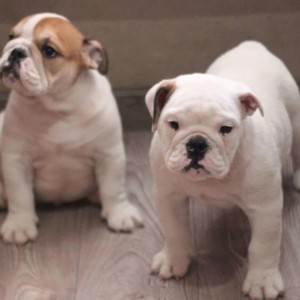 Mops i Engleski Buldog