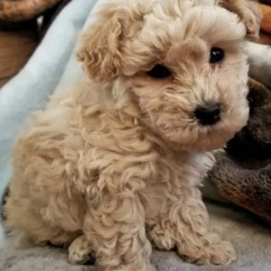Maltipoo i Čivava