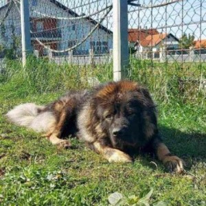 Kavkaski ovčar, muško štene