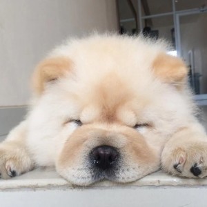 Chow Chow i Bobtejl stenci