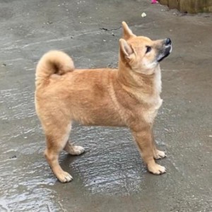 Shiba inu