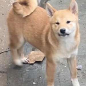 Shiba inu