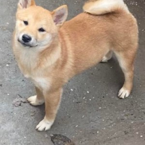 Shiba inu