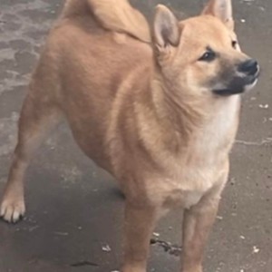 Shiba inu