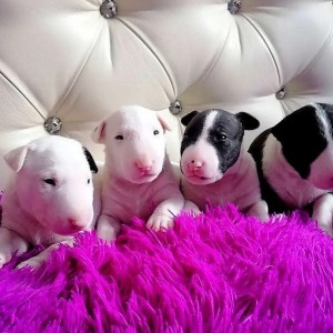 Bullterijer i Dogo Argentino stenci