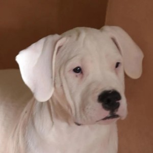 Bullterijer i Dogo Argentino stenci