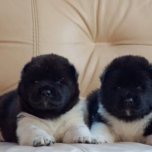 Akita inu Japanska i Americka Akita stenci