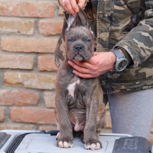 Cane Corso Kane Korso štenci