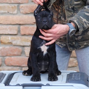 Cane Corso Kane Korso štenci