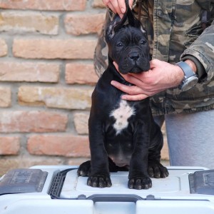 Cane Corso Kane Korso štenci