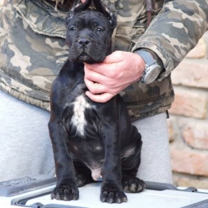 Cane Corso Kane Korso štenci
