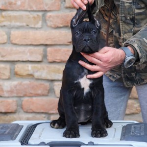 Cane Corso Kane Korso štenci