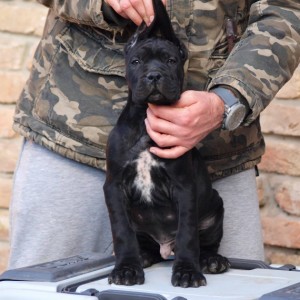 Cane Corso Kane Korso štenci