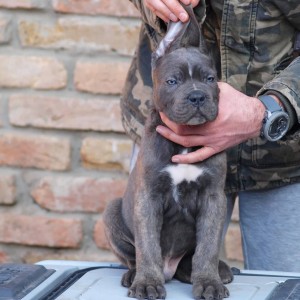 Cane Corso Kane Korso štenci