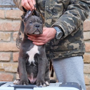 Cane Corso Kane Korso štenci