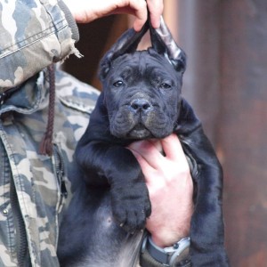 Cane Corso Kane Korso štenci