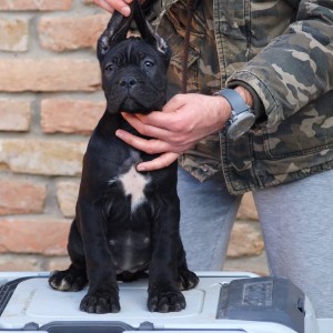 Cane Corso Kane Korso štenci