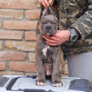 Cane Corso Kane Korso štenci