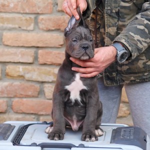 Cane Corso Kane Korso štenci