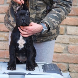 Cane Corso Kane Korso štenci