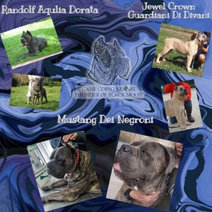 Cane Corso Kane Korso štenci