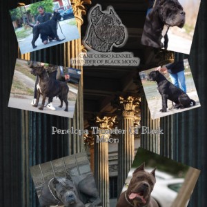 Cane Corso Kane Korso štenci