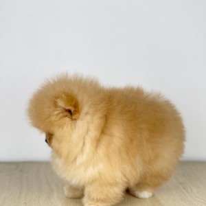 Mini Boo Pomeranac