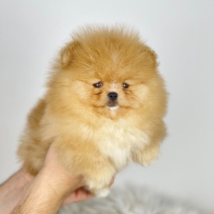 Mini Boo Pomeranac