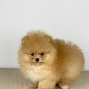 Mini Boo Pomeranac