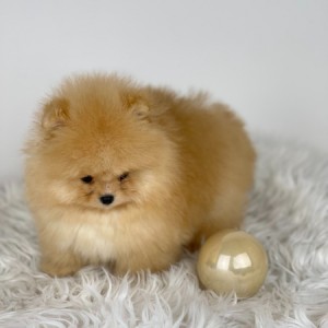 Mini Boo Pomeranac