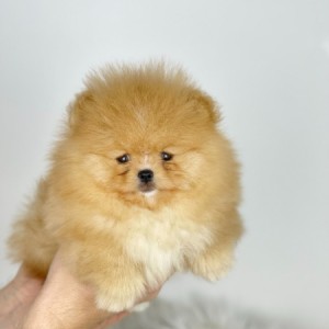 Mini Boo Pomeranac