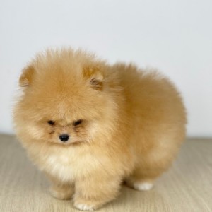 Mini Boo Pomeranac