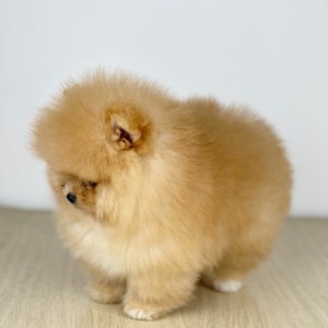 Mini Boo Pomeranac