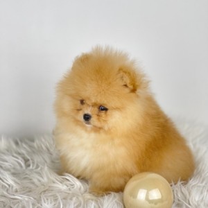 Mini Boo Pomeranac
