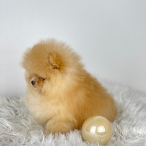 Mini Boo Pomeranac