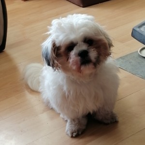SHIH-TZU PRODAJA