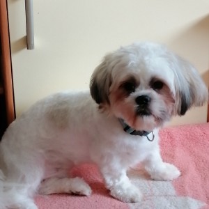 SHIH-TZU PRODAJA