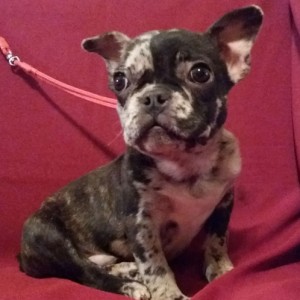 Francuski buldog