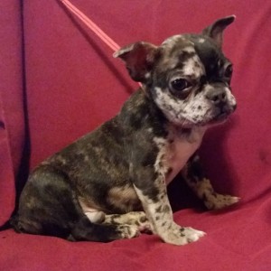 Francuski buldog