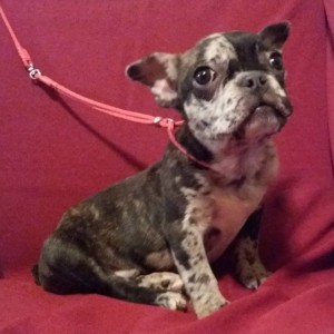 Francuski buldog