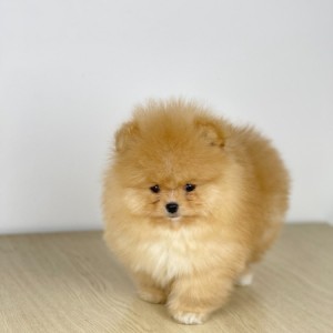Mini Boo Pomeranac