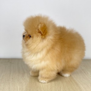 Mini Boo Pomeranac