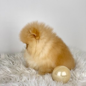 Mini Boo Pomeranac
