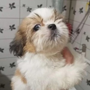 Mops i Si-cu stenci