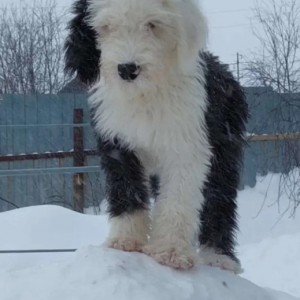 Bobtejl i Chow Chow stenci