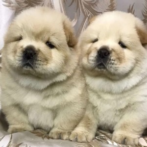 Bobtejl i Chow Chow stenci