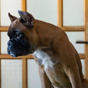 Nemacki boxer i Nemacki ovcar stenci