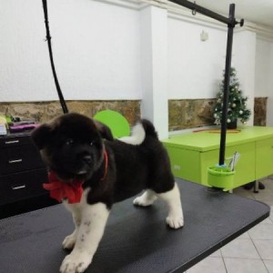 Američka Akita, štenci